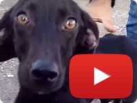 Rescuing another victim of breed-specific discrimination - Hope