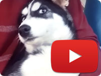 Update 1 on a rescued 4 months old puppy with a missing leg caused by her owner - Maya