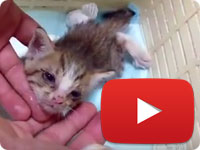Rescuing a stray kitten with a paw cut off by an accident - Little Kitten