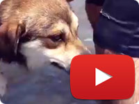 Little Maggie swimming above water