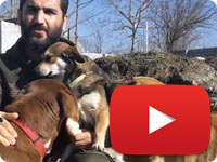 Maggie's former owner burnet her genitals and hand with cigarettes