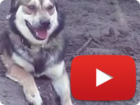 Another great day with our innocent rescues and watching them play