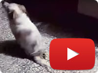 Rescuing an angel with sever damage to his spine - Michelle