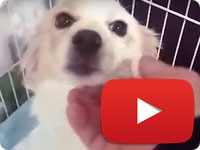 Update 1 on a rescued dog with sever damage to his spine - Michelle