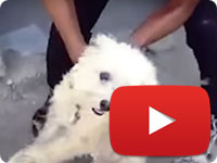 Animal Cruelty in Minab City, Hormozgan Province, Iran