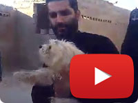 Update on Animal Cruelty in Minab City, Hormozgan Province, Iran