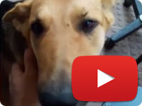 Update on a rescued stray dog who was suffered of her owner - Mona