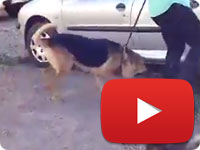 Update 1 on a rescued stray dog who was suffered of her owner - Mona