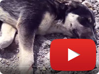 Rescuing a stray dog with broken arm - Nina