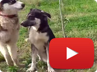 Update on a rescued stray dog with broken arm - Nina