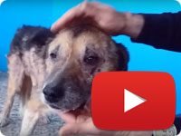 Rescuing a senior dog - old man
