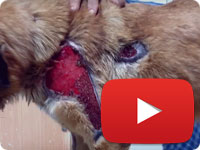 Rescuing a stray dog with major skin injuries - Shirin