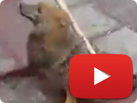 Inhumane way of trapping and relocating wildlife in Iran