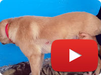 Update on a rescued dog with damaged rear foot - Sultan