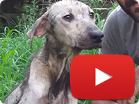 Update on a rescued stray dog with skin diseases - Homa
