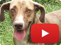 Update on a rescued stray pregnant dog with sarcoptic mange, anemia and twitching - Khomam