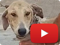 Rescuing a stray dog mother and her puppy - Lucy II