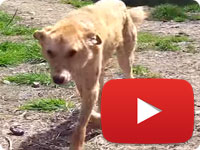 Update on a rescued stray dog that was strangled with a rope on his neck - Behdad