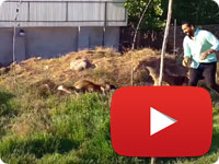 A great day with our innocent rescues and watching them play