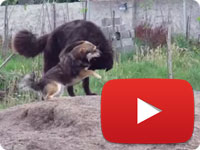 A great day with our innocent rescues and watching them play