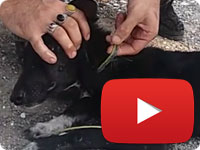 Helping a stray puppy that was strangled on a tight rope on her neck